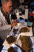 Scientist identifying different species of moss
