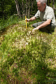Scientist measuring moss in a peat bog