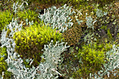 Moss on a piece of wood