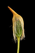 Bank haircap moss (Polytrichastrum formosum)