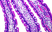 Small intestinal villi, light micrograph