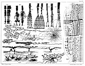 Nerve structures of the retina, 1894 illustration