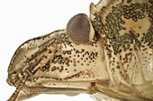 Brown marmorated stink bug head