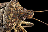 Brown marmorated stink bug