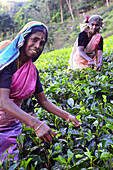 Tea plantation workers picking tea leaves