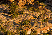 Eroded Cedar Mesa sandstone formations, Utah, USA