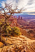 Dead pinyon tree in Canyonlands National Park, Utah, USA