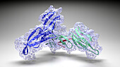 Collagen, molecular model