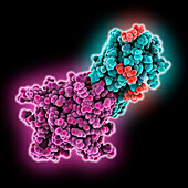 Human interleukin-18 complex, molecular model