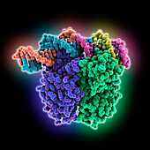 Clr-cAMP-DNA complex, molecular model