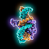 CDX2 complexed with hydroxymethylated DNA, molecular model