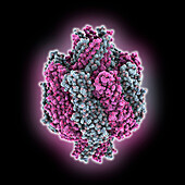 Clostridium perfringens betatoxin, molecular model