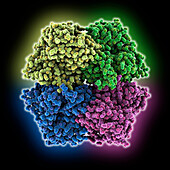 Human liver pyruvate kinase, molecular model