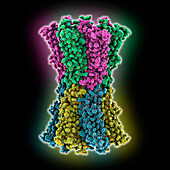 Human connexin 26 dodecamer, molecular model