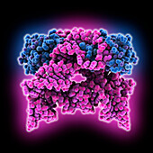 Human CPEB3 HDV-like ribozyme, molecular model