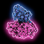 Llama antibody complexed with HIV-1 gp120, molecular model