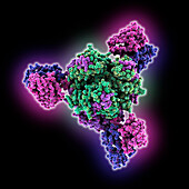 Lassa virus complexed with antibody, molecular model