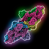 SARS-CoV-2 Kappa spike protein, molecular model