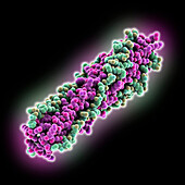 SARS-CoV-2 Omicron spike bundle, molecular model