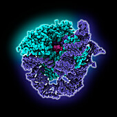 Human telomerase catalytic core, molecular model