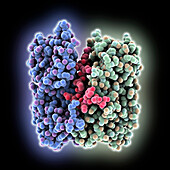 Potato leafroll virus domain, molecular model