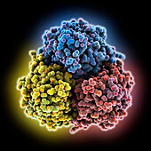Lassa virus glycoprotein, molecular model