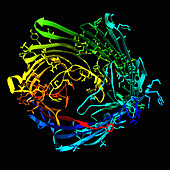 Chitoporin, molecular model