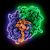 Toxin-Antitoxin from Mycobacterium tuber., molecular model