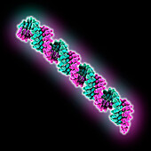 Synthetic RNA, molecular model