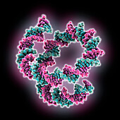 Nucleosome without histones, molecular model