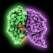 Vobarilizumab, molecular model