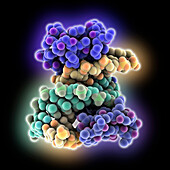 Transcription factor SALL4-DNA complex, molecular model