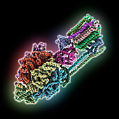 F-ATP synthase from Mycolicibacterium, molecular model