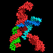 CRISPR/Cas9 target DNA binding, molecular model