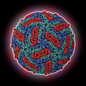 Tick-borne encephalitis virus Kuutsalo-14, molecular model
