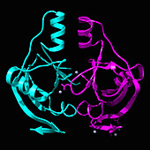 Toxin from Salmonella enterica, molecular model