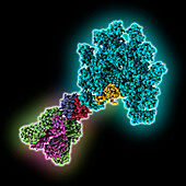 Human immunoglobulin with IgM Fab, molecular model