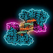 Cas4-Cas1-Cas2 complex, molecular model