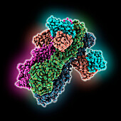 Influenza A hemagglutinin and antibody, molecular model