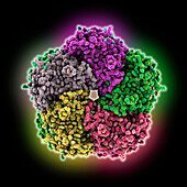 Human brain glutamine synthetase, molecular model