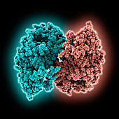 Tumour protein p53, molecular model