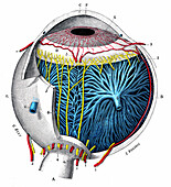 Eye anatomy, illustration