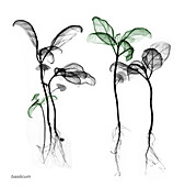 Basil plants (Basilicum sp.), X-ray