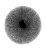 Mushroom gills, X-ray