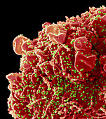 SARS-CoV-2 Omicron variant, SEM