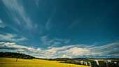 Rapeseed field