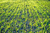 Field of oat seedlings