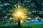 Rising Sun through a tree
