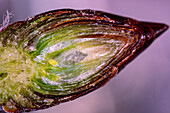 Flower bud cross-section, light micrograph