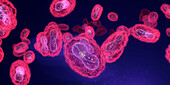 Monkeypox viruses, illustration